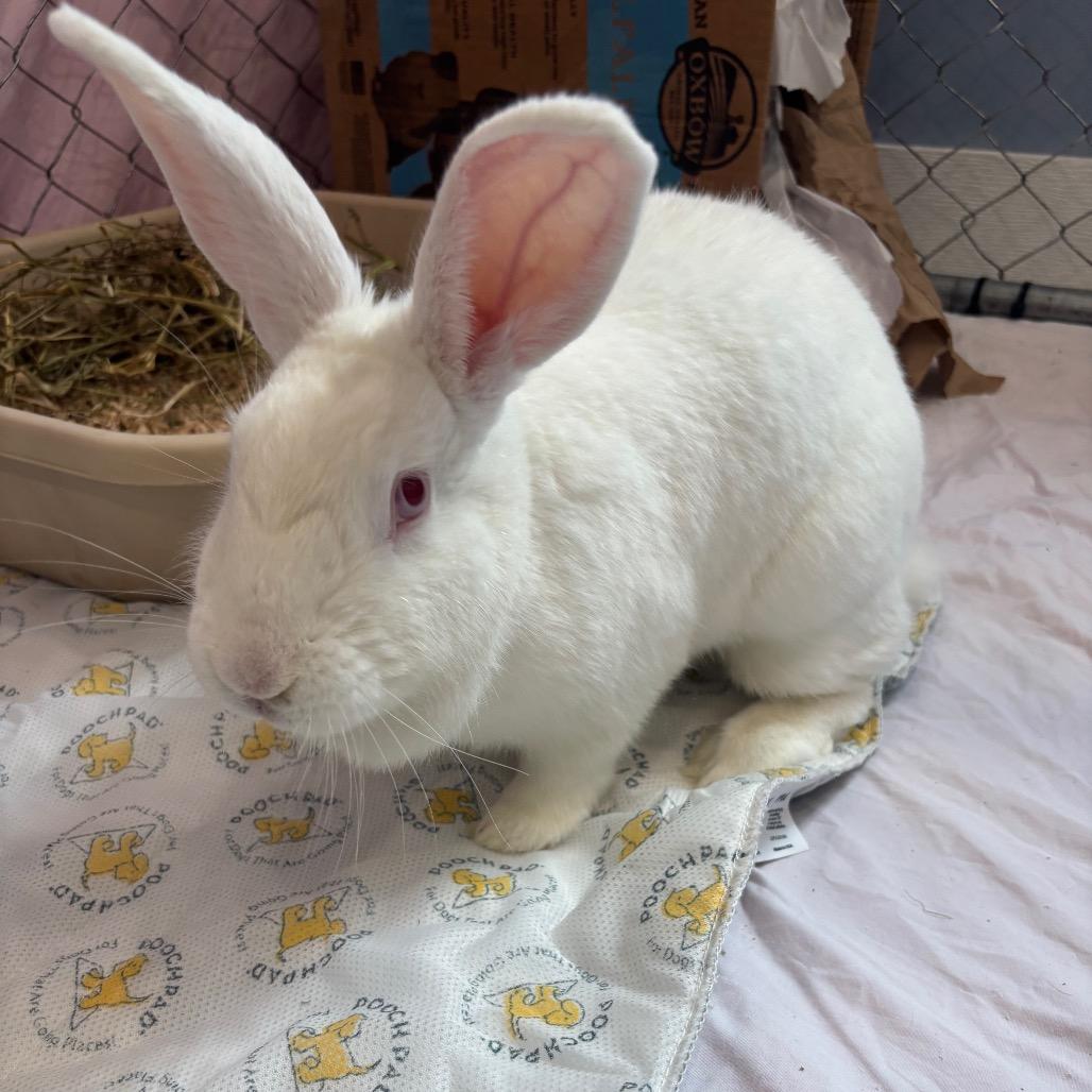 Enlarge Polar Bear, a Adoptable Bunny Rabbit in Puslinch, ON image 5/6