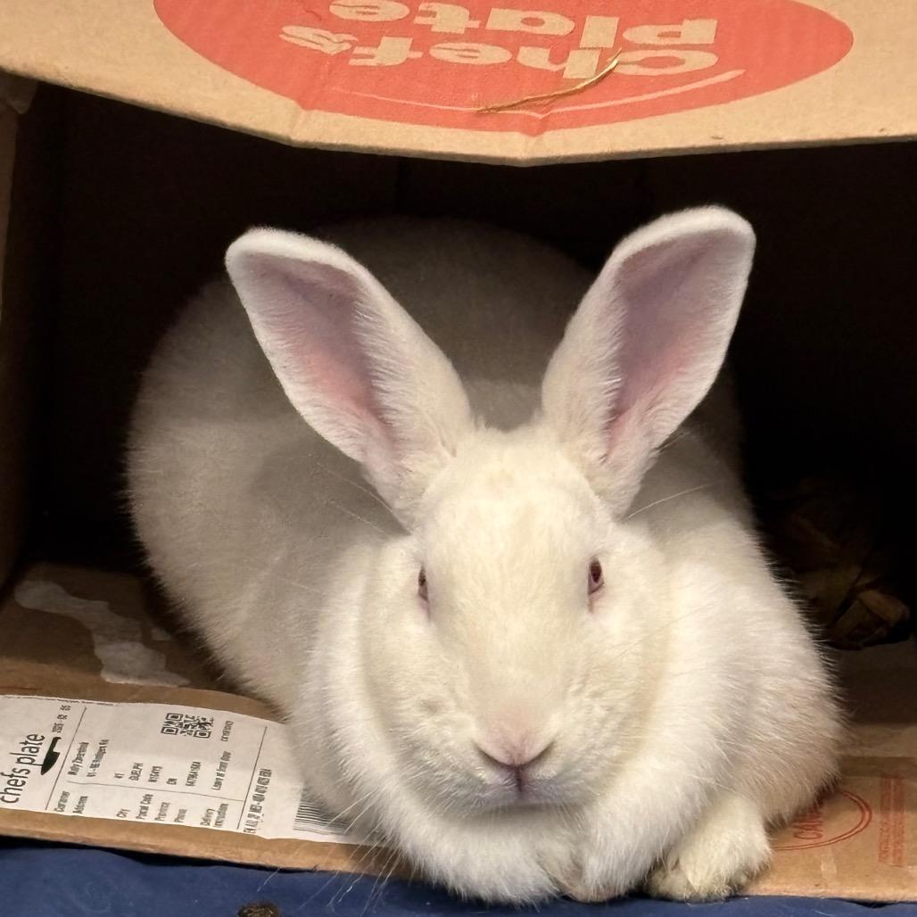 Enlarge Polar Bear, a Adoptable Bunny Rabbit in Puslinch, ON image 6/6