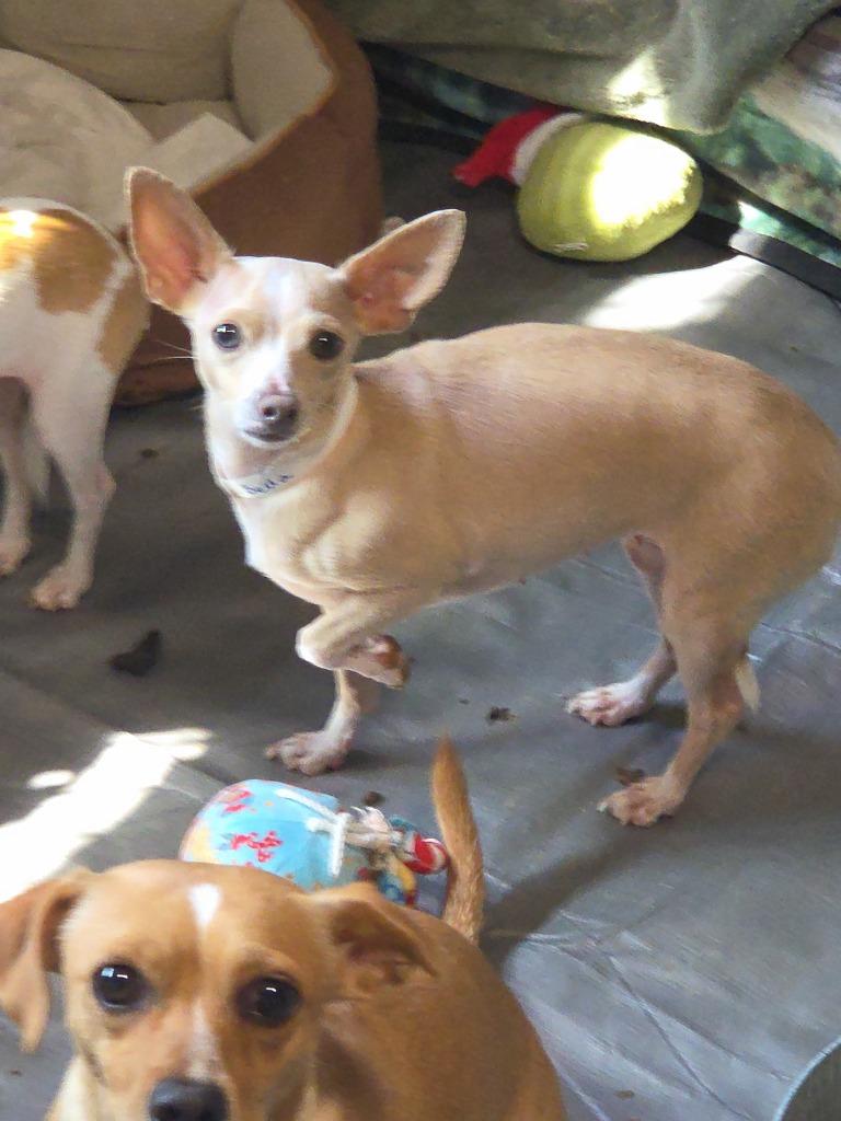 Bekka, Adoptable, Adult Female Chihuahua.