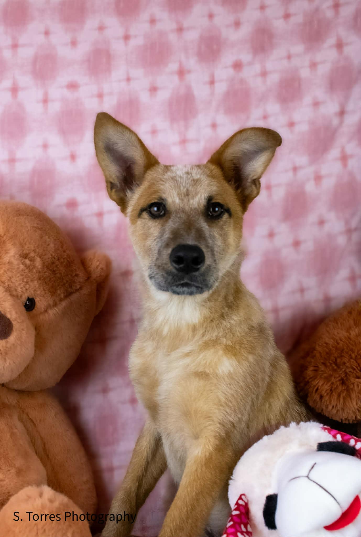 Enlarge Flora, a ADOPTABLE Australian Cattle Dog / Blue Heeler in Reedley, CA image 3/5