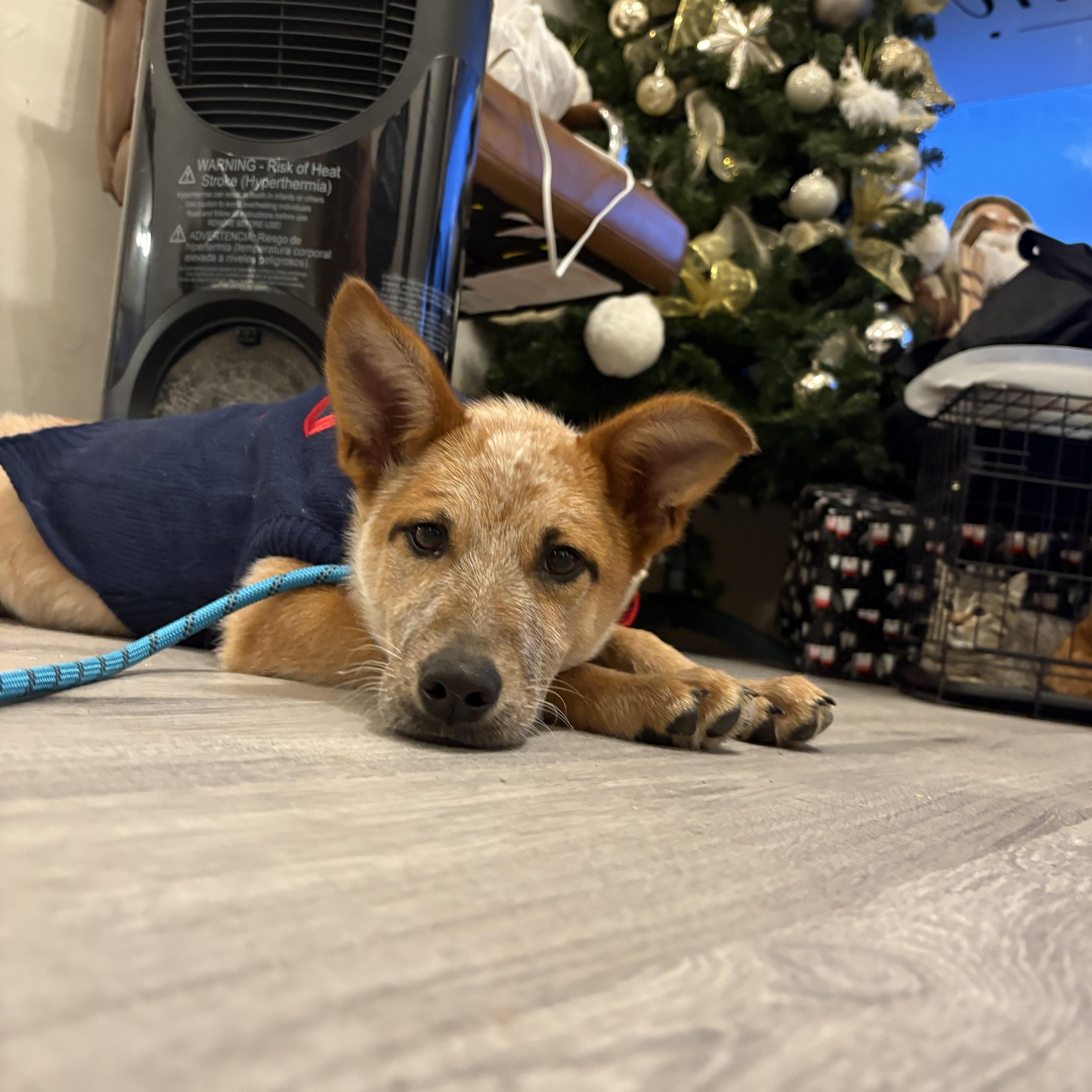 Enlarge Flora, a ADOPTABLE Australian Cattle Dog / Blue Heeler in Reedley, CA image 4/5