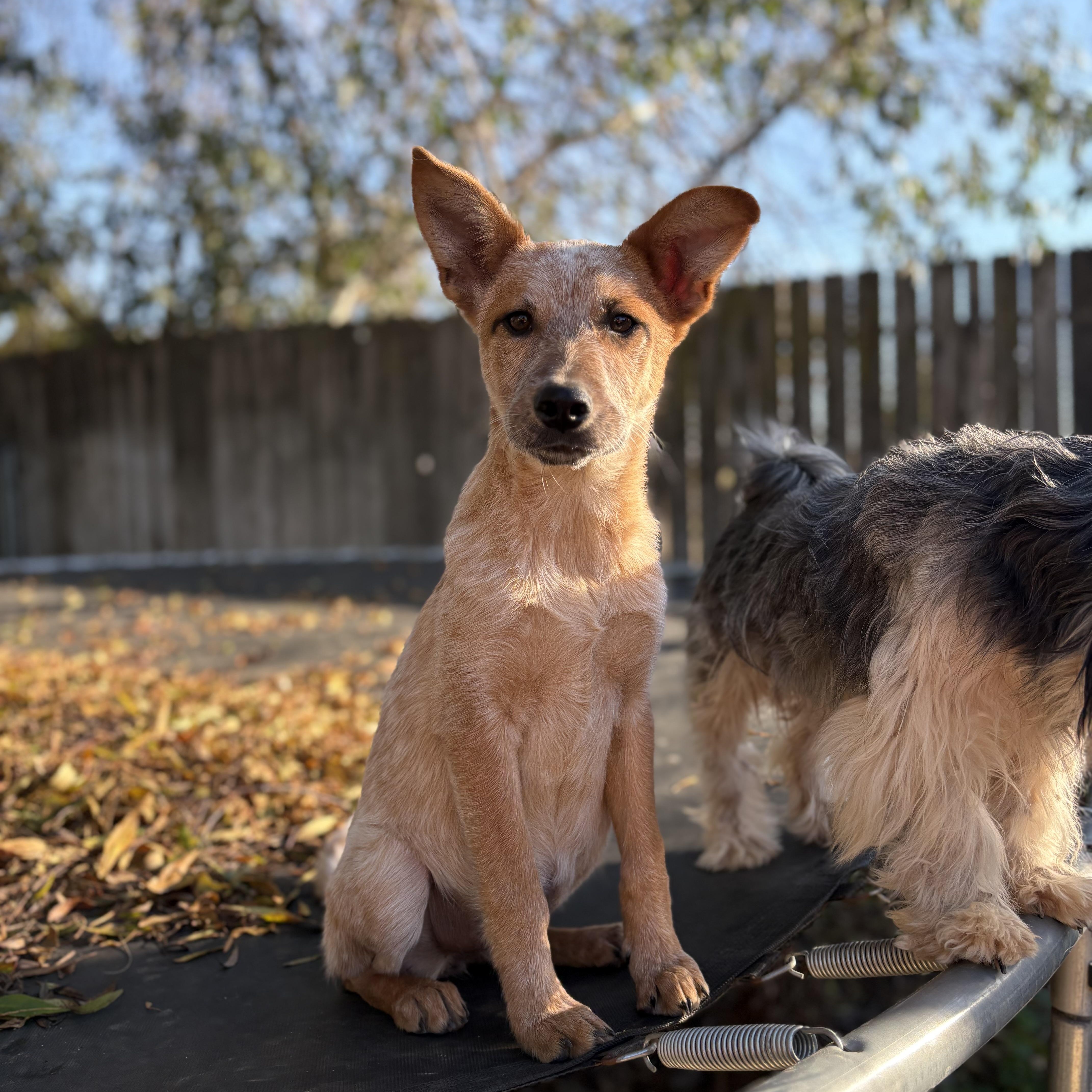 Enlarge Flora, a ADOPTABLE Australian Cattle Dog / Blue Heeler in Reedley, CA image 2/5