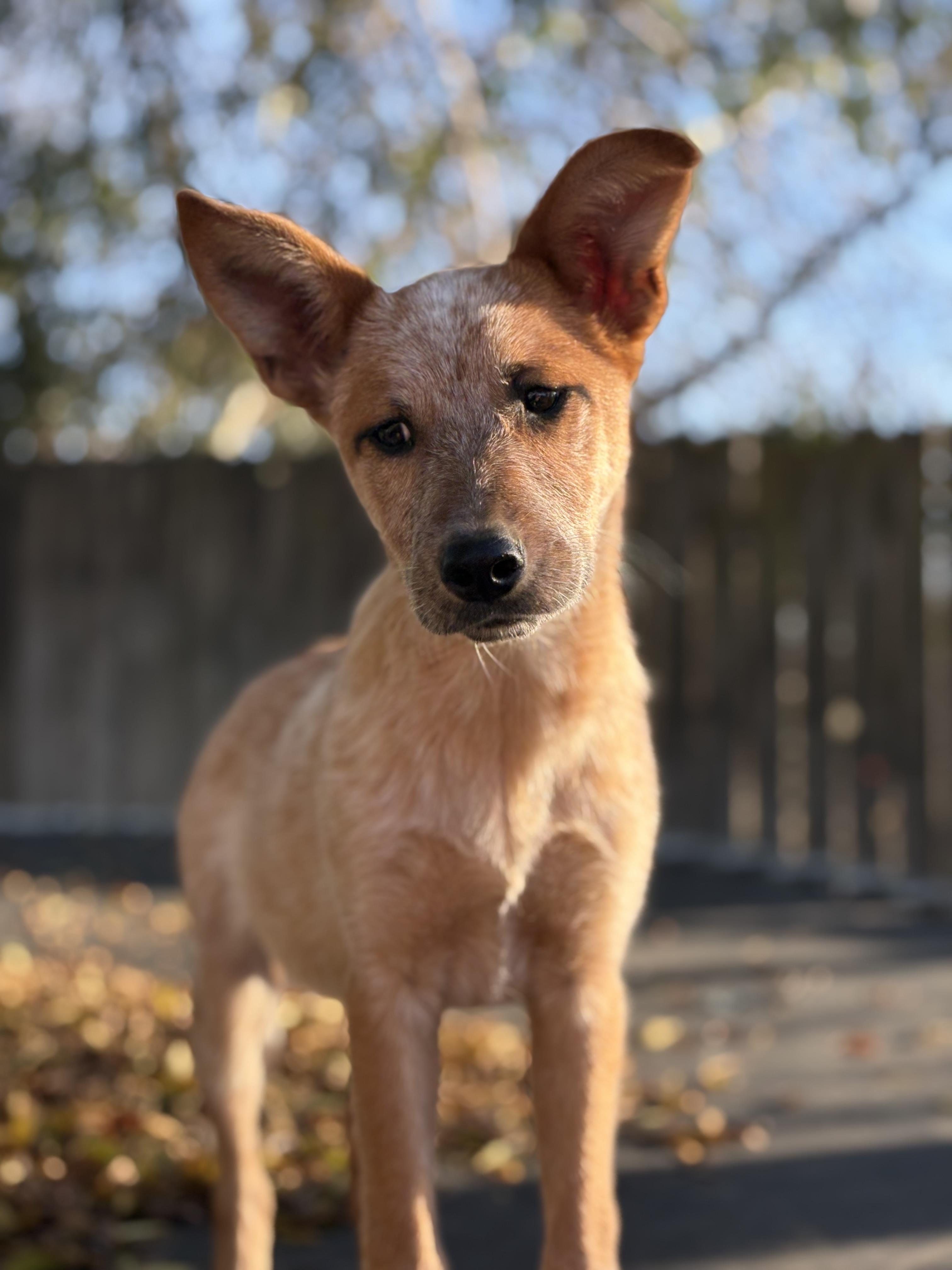 Enlarge Flora, a ADOPTABLE Australian Cattle Dog / Blue Heeler in Reedley, CA image 5/5