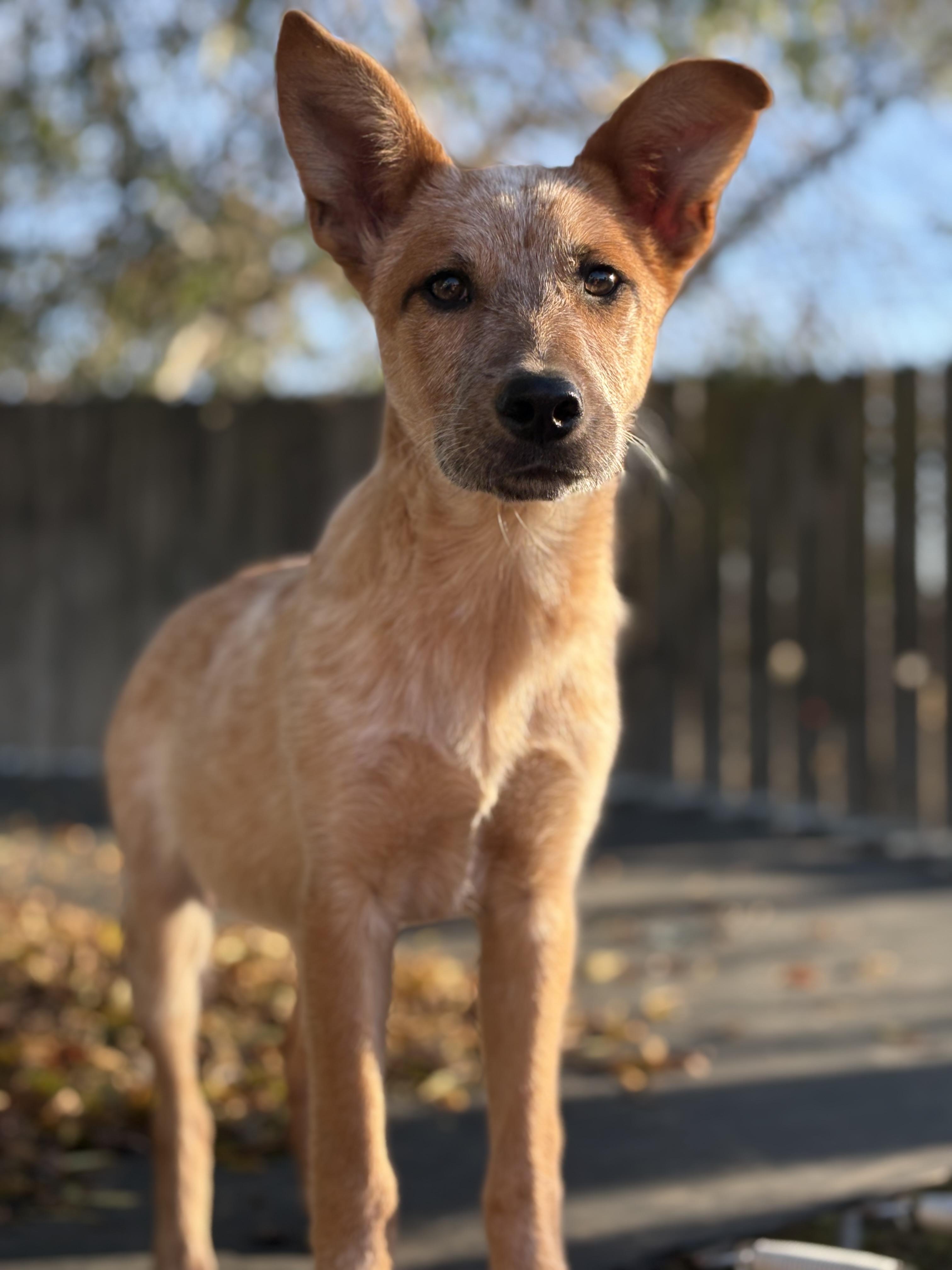 Flora, ADOPTABLE, Puppy Female Australian Cattle Dog / Blue Heeler.