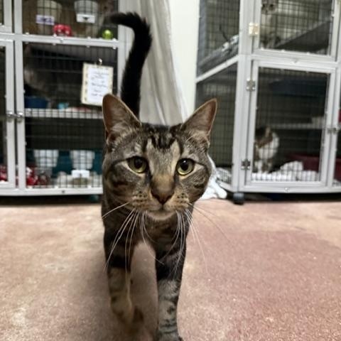 Enlarge Nick, a Adoptable Domestic Short Hair in Saranac Lake, NY image 1/2