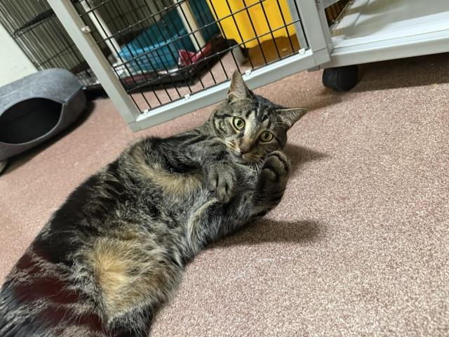 Enlarge Nick, a Adoptable Domestic Short Hair in Saranac Lake, NY image 2/2