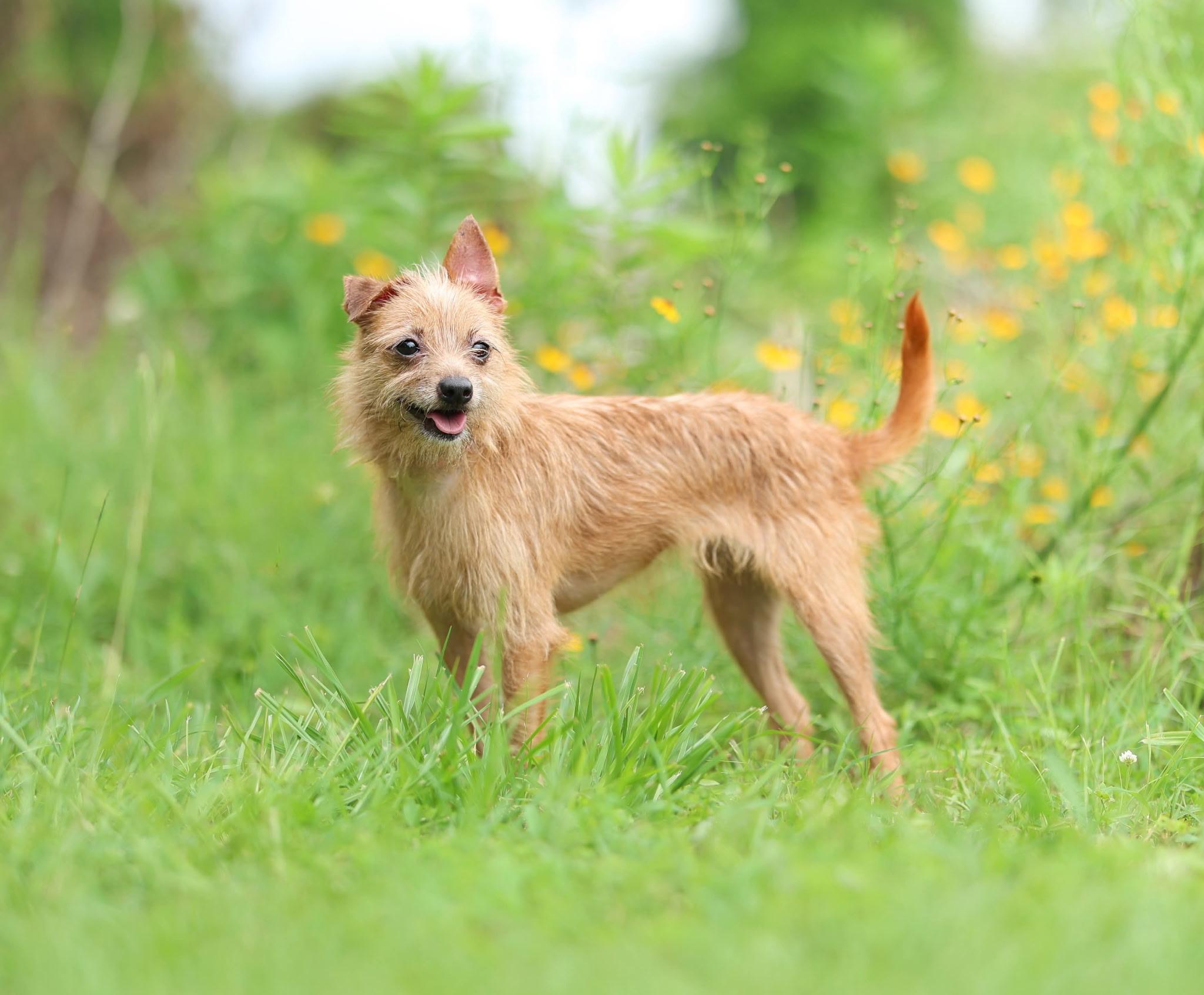 Dixie - 6 pds, an adopted mixed breed in Lucedale, MS image 5/6