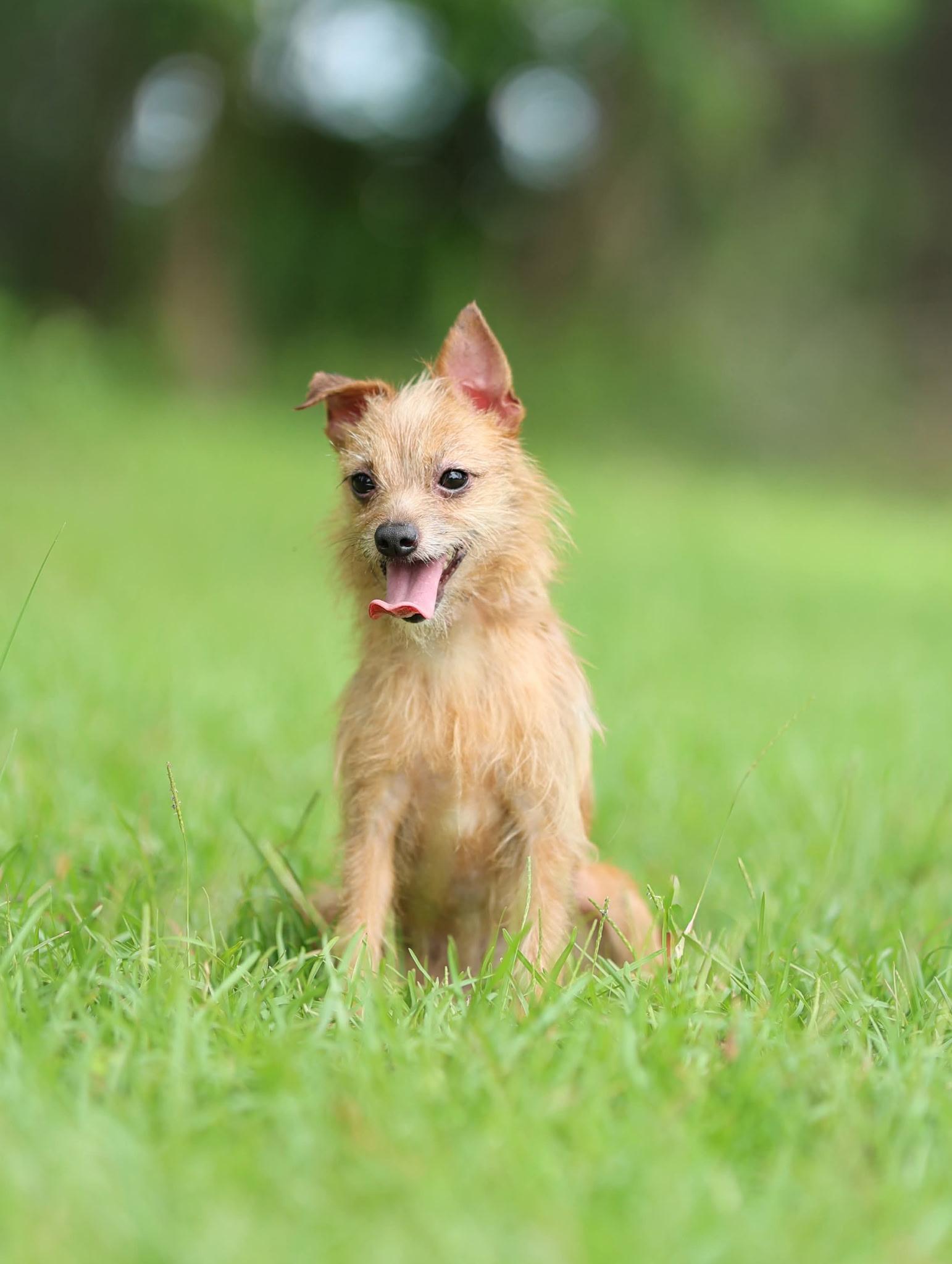 Dixie - 6 pds, an adopted mixed breed in Lucedale, MS image 6/6