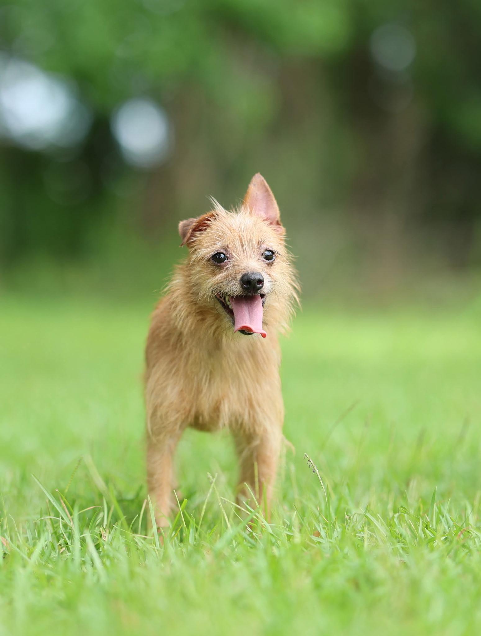Dixie - 6 pds, an adopted mixed breed in Lucedale, MS image 4/6