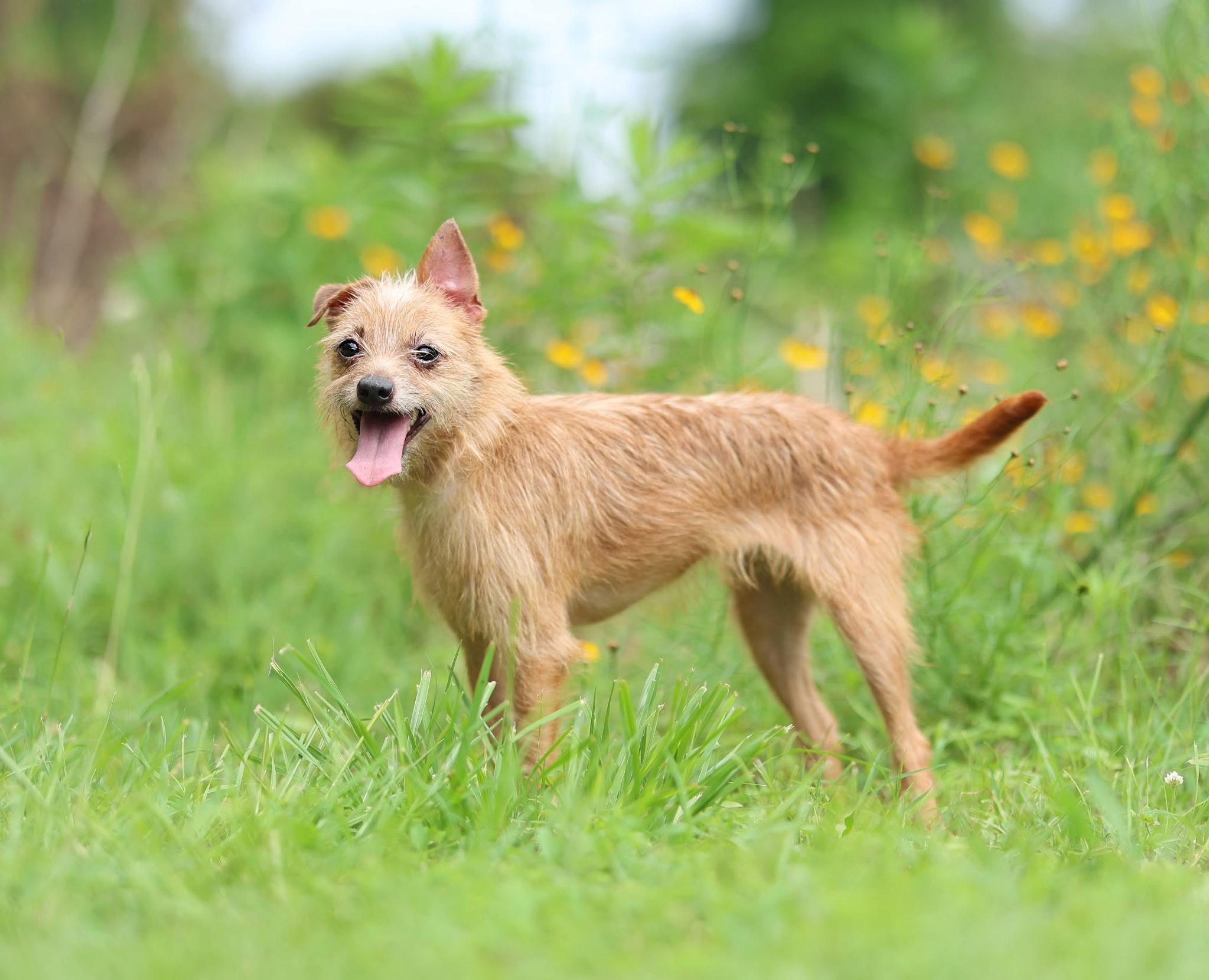 Dixie - 6 pds, an adopted mixed breed in Lucedale, MS image 1/6