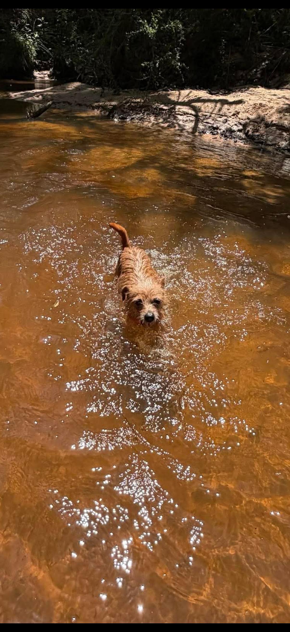 Dixie - 6 pds, an adopted mixed breed in Lucedale, MS image 2/6