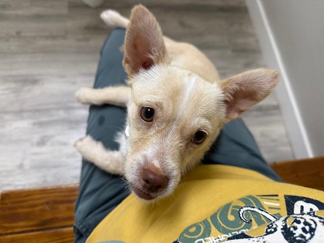 Enlarge Tilly, a ADOPTABLE mixed breed in Dale, TX image 2/4