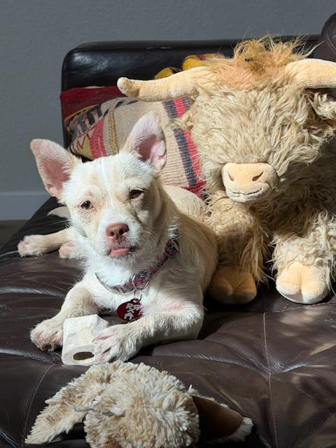 Enlarge Tilly, a ADOPTABLE mixed breed in Dale, TX image 3/4