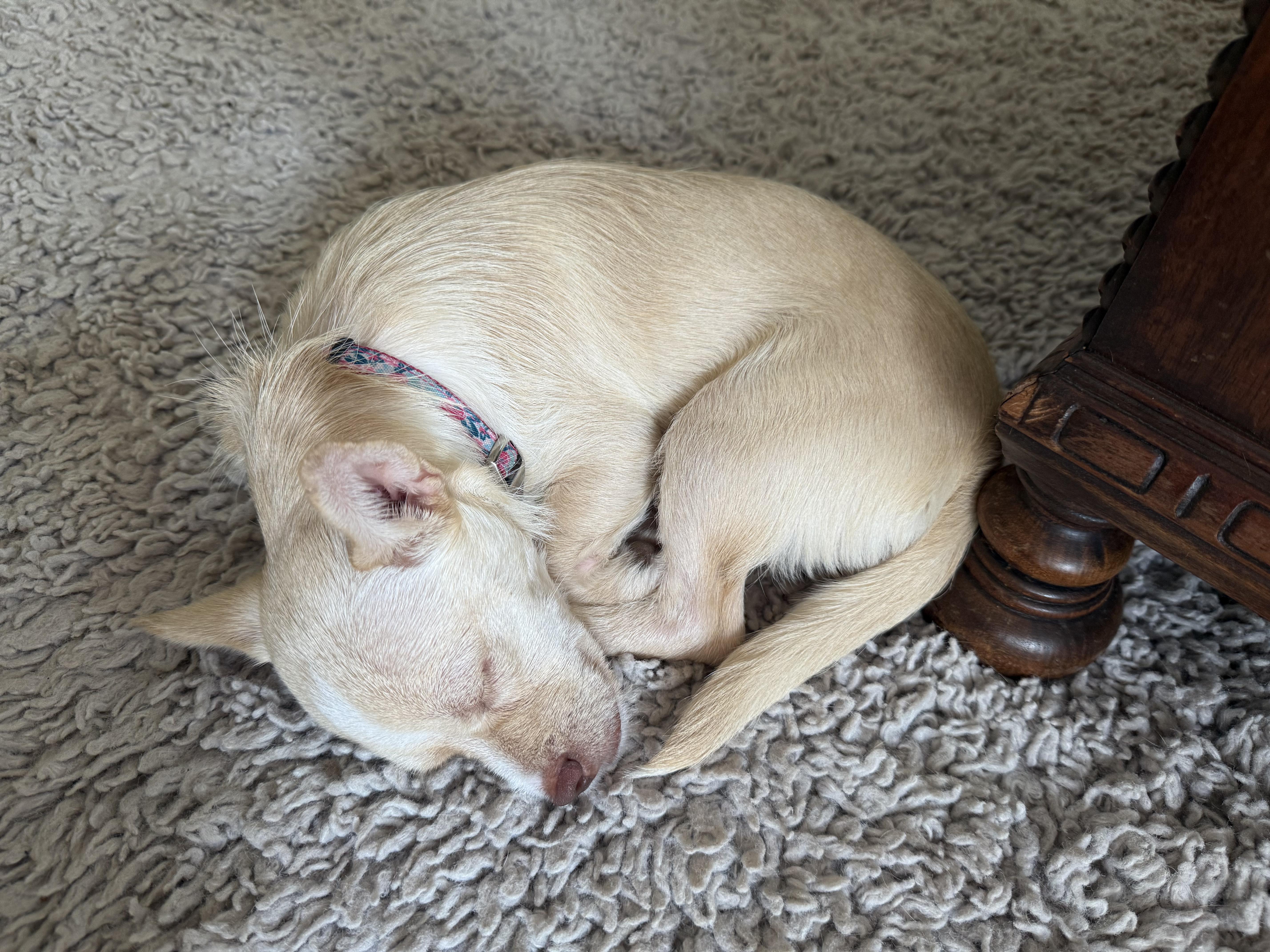 Tilly, ADOPTABLE, Puppy Female Terrier & Wirehaired Dachshund.