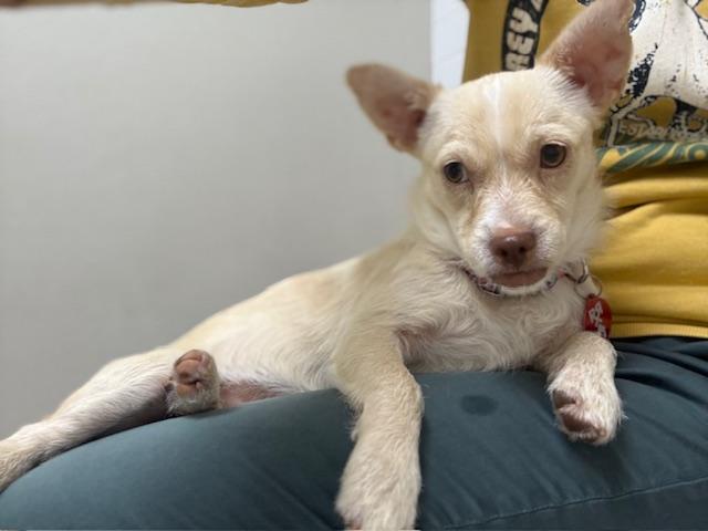 Enlarge Tilly, a ADOPTABLE mixed breed in Dale, TX image 1/4