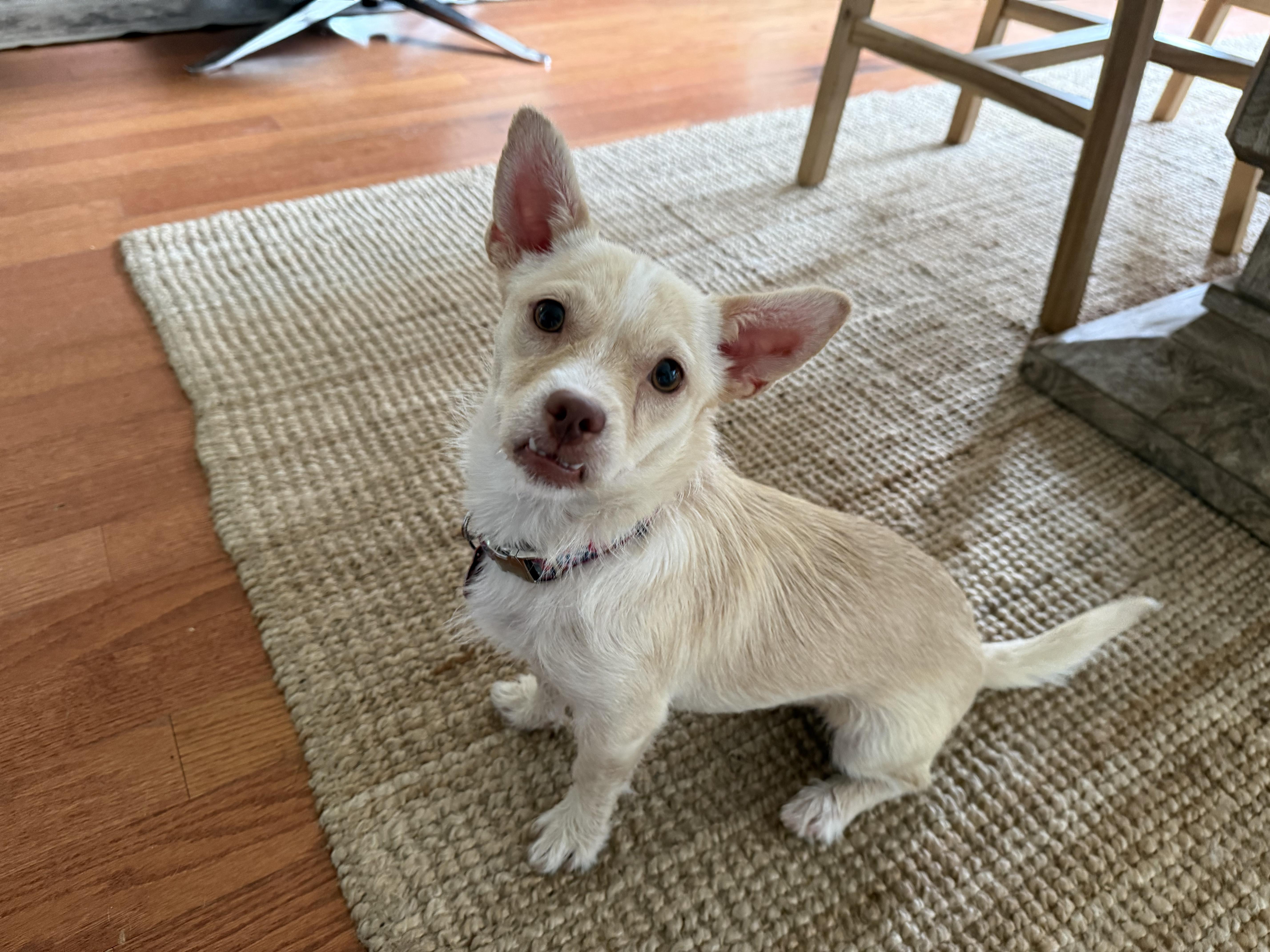 Tilly, a ADOPTABLE mixed breed in Dale, TX image 2/6