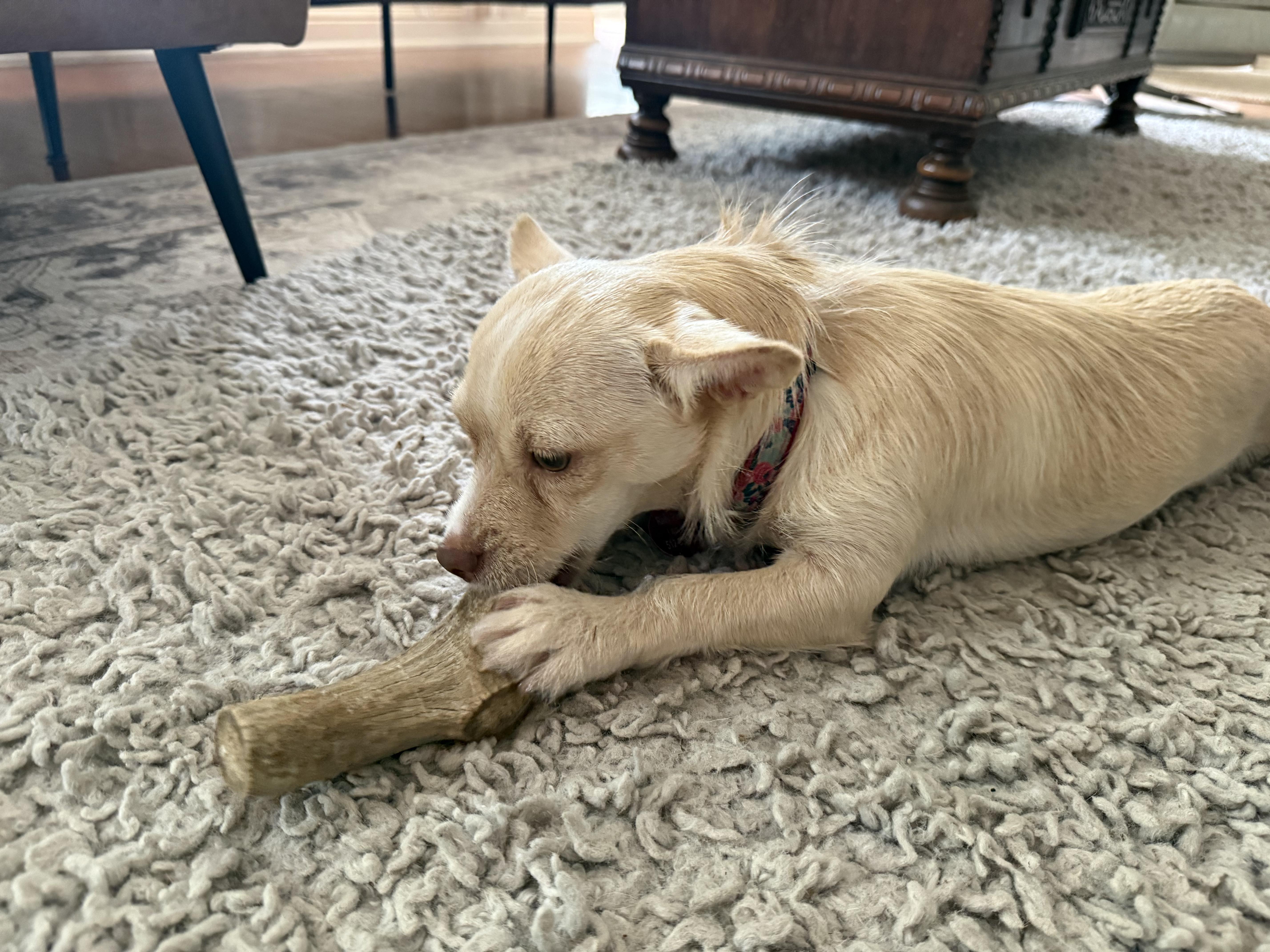 Tilly, a ADOPTABLE mixed breed in Dale, TX image 5/6