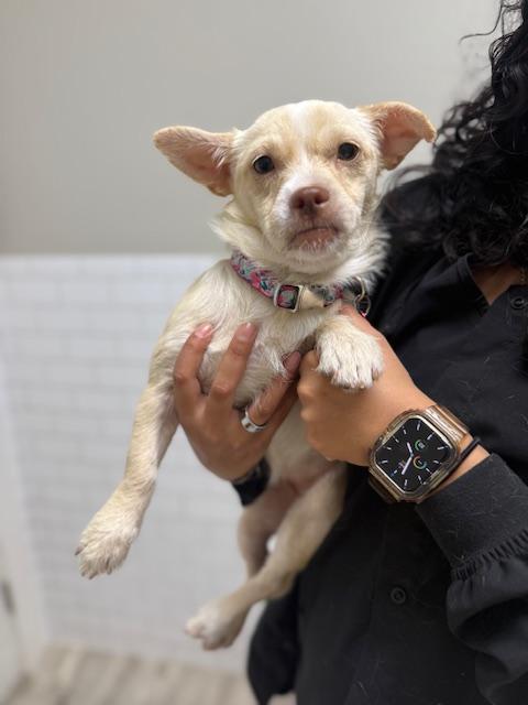Enlarge Tilly, a ADOPTABLE mixed breed in Dale, TX image 4/4