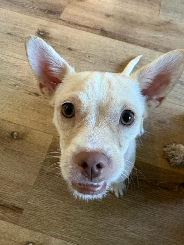 Enlarge Tilly, a Adoptable mixed breed in Dale, TX image 1/6