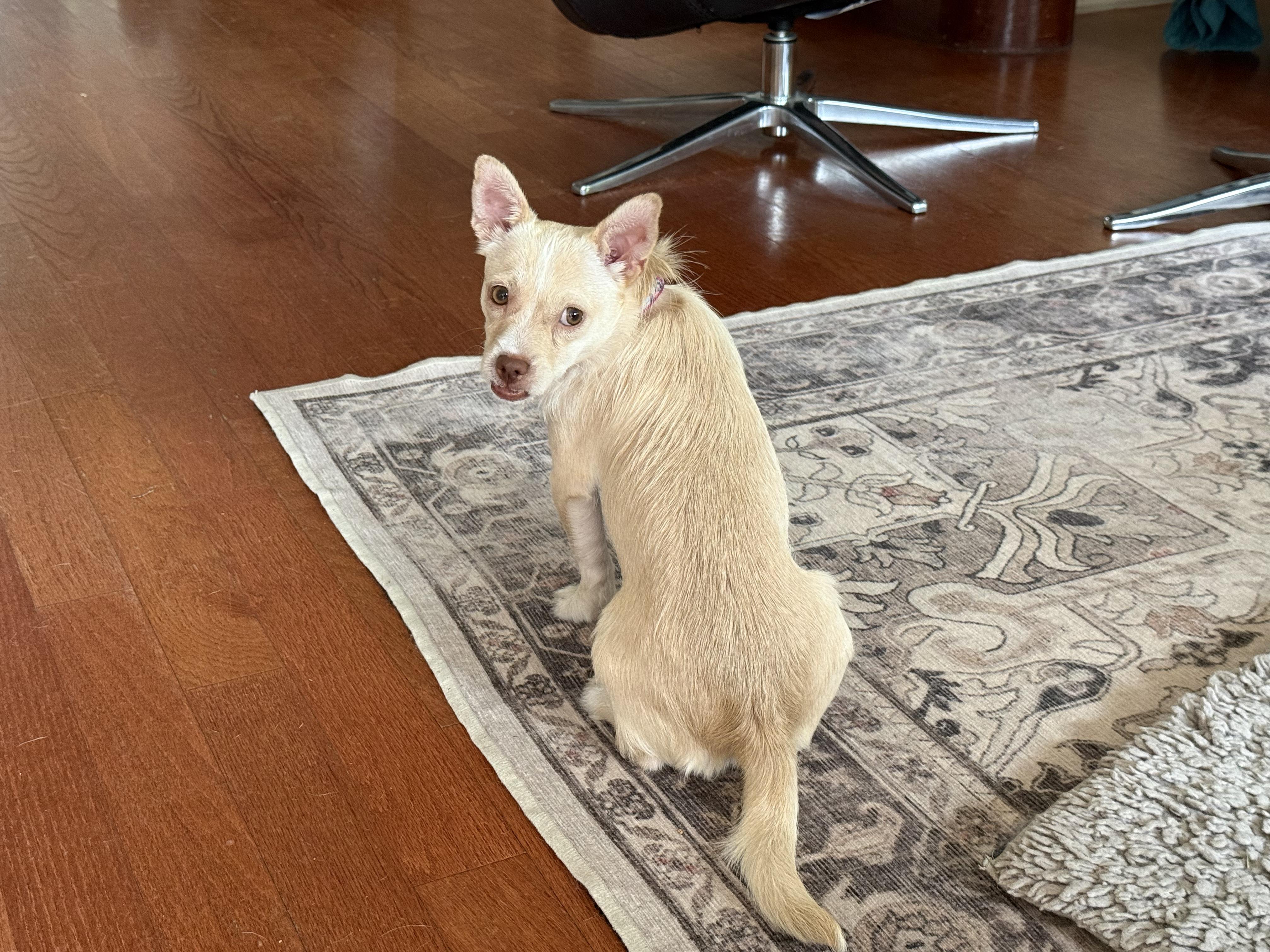Tilly, a ADOPTABLE mixed breed in Dale, TX image 4/6