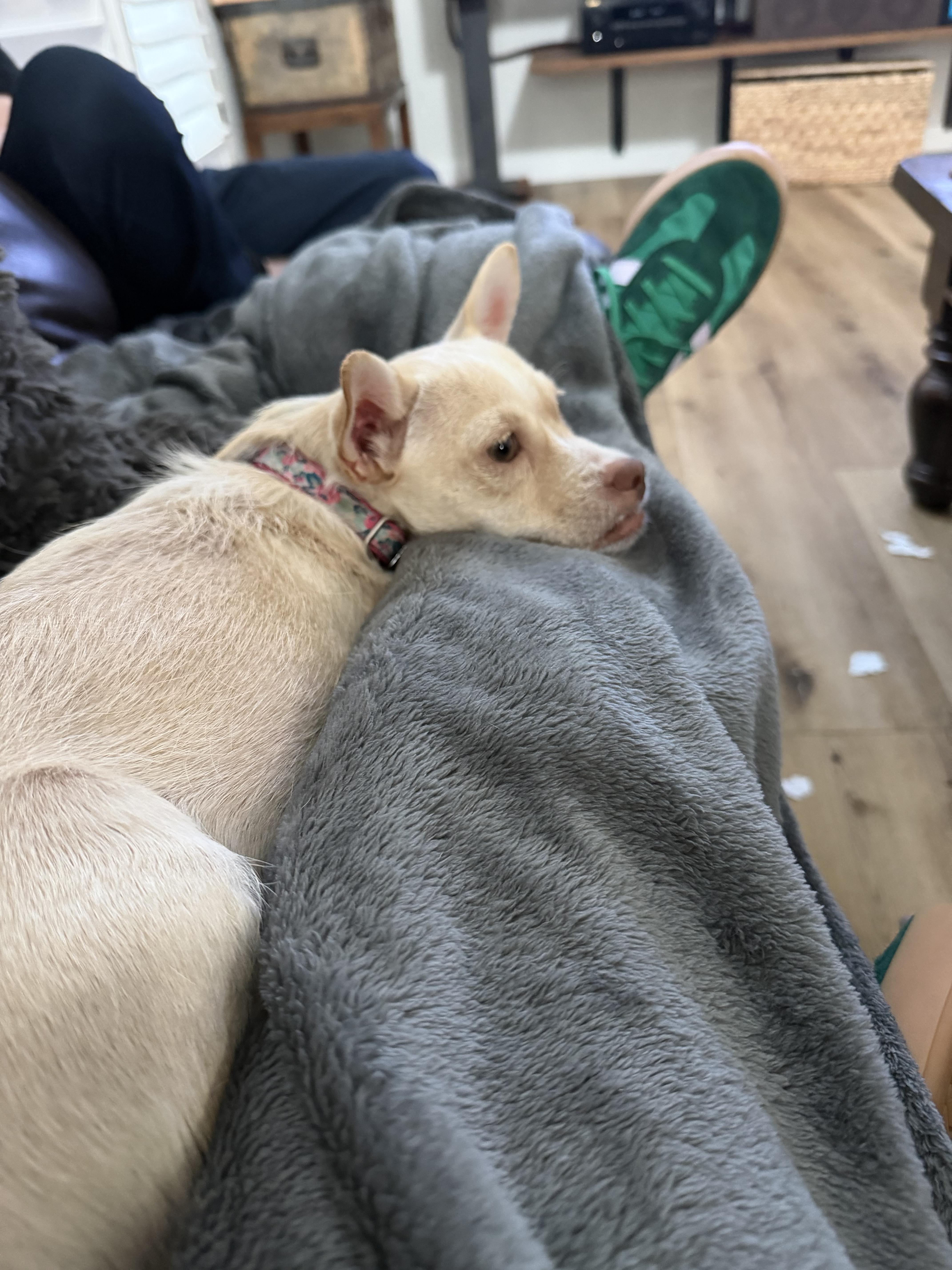 Enlarge Tilly, a Adoptable mixed breed in Dale, TX image 2/6