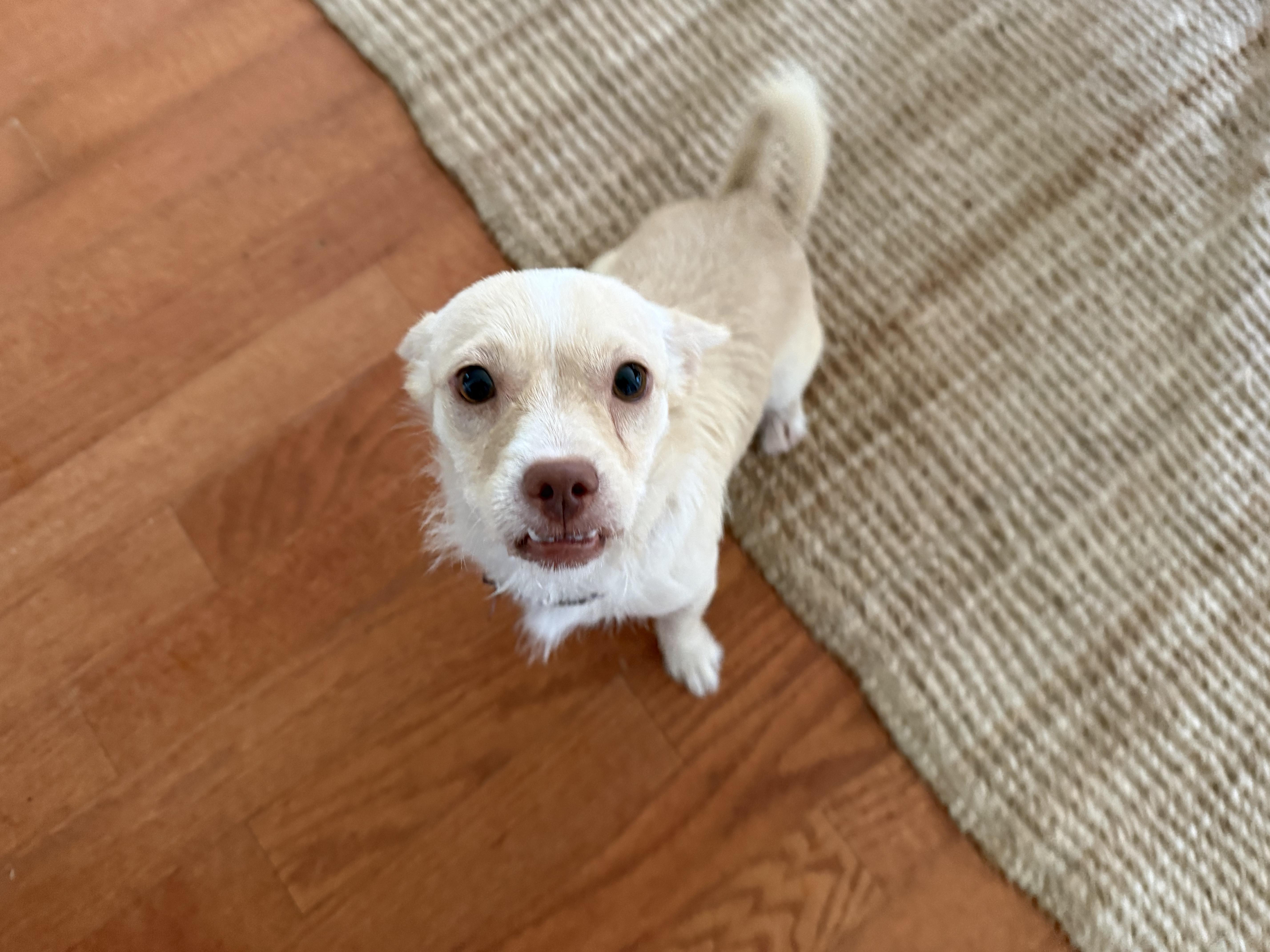 Tilly, a ADOPTABLE mixed breed in Dale, TX image 6/6