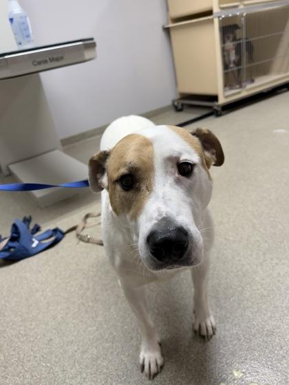 Enlarge Murphy, a Adoptable mixed breed in Pequot Lakes, MN image 1/1