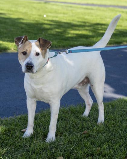 Murphy, Adoptable, Adult Male Mixed Breed & Mixed Breed.