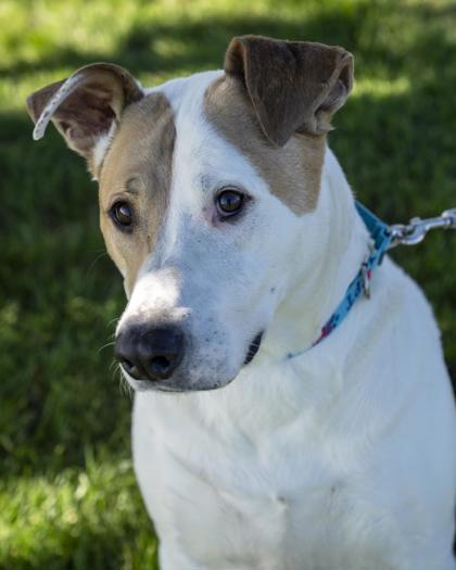 Enlarge Murphy, a Adoptable mixed breed in Pequot Lakes, MN image 2/2