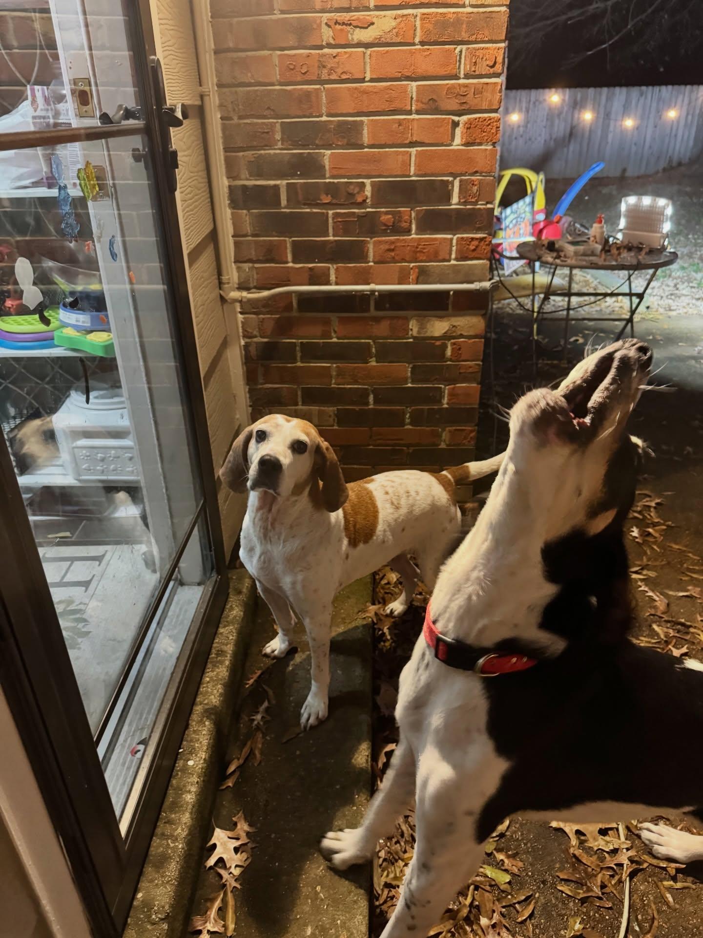 Enlarge Chuck Norris (Charlie), a ADOPTABLE Black and Tan Coonhound in Memphis, TN image 2/2