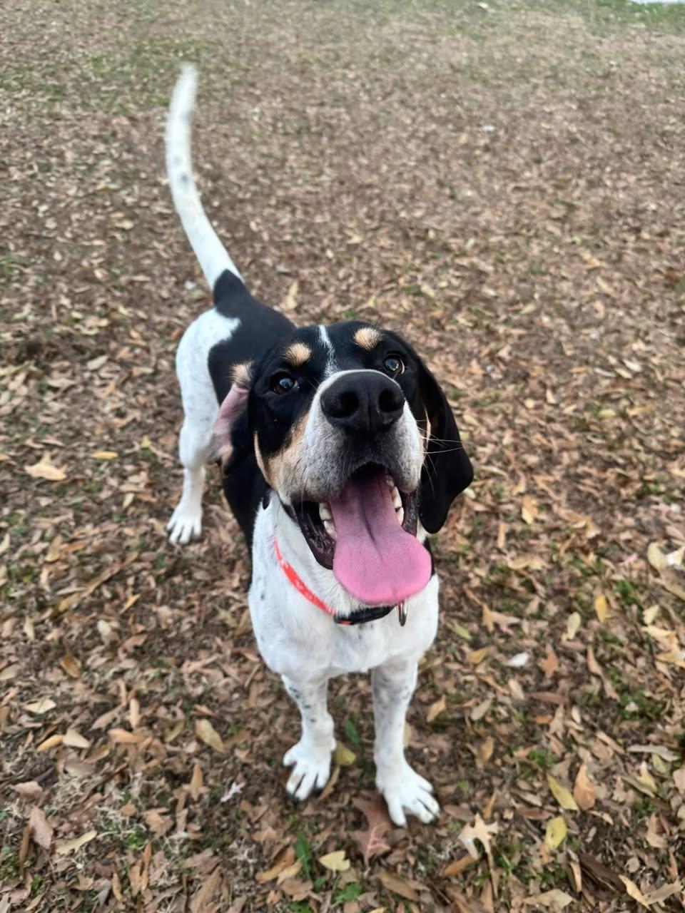Chuck Norris (Charlie), ADOPTABLE, Adult Male Black and Tan Coonhound.