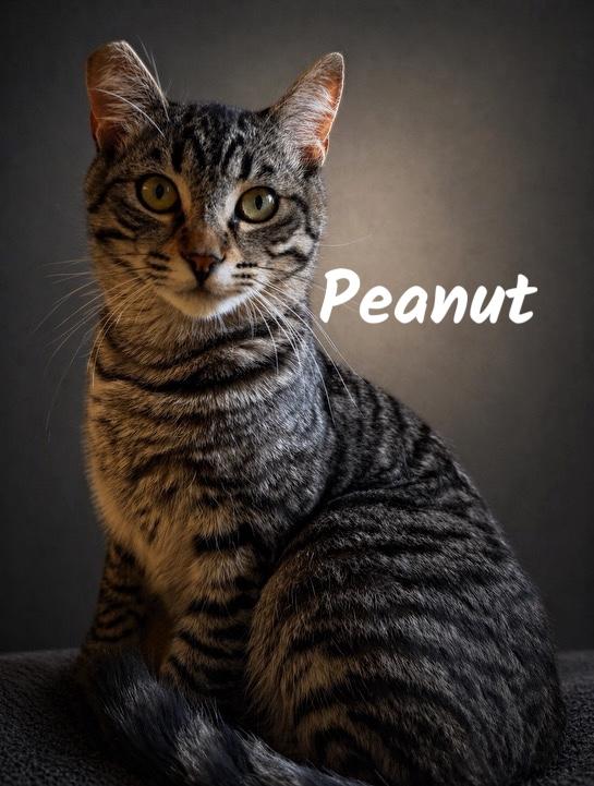 Enlarge Peanut, a ADOPTABLE Domestic Short Hair in Auburn, CA image 2/3