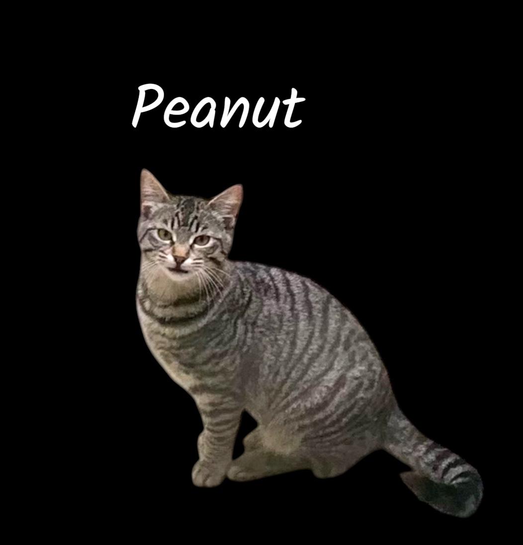 Peanut, ADOPTABLE, Young Female Domestic Short Hair.