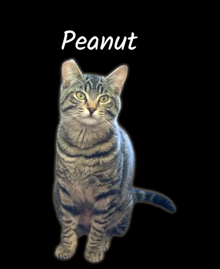 Enlarge Peanut, a ADOPTABLE Domestic Short Hair in Auburn, CA image 3/3