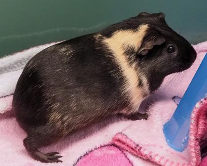 Enlarge Flower, a Adoptable Guinea Pig in West Seneca, NY image 1/2
