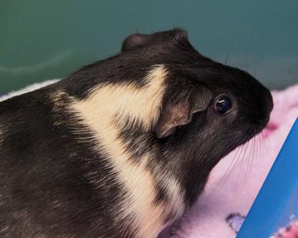 Enlarge Flower, a Adoptable Guinea Pig in West Seneca, NY image 2/2