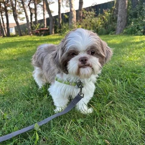 Enlarge Granada, a Adoptable Shih Tzu in Hartland, WI image 3/6