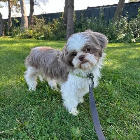 Enlarge Granada, a Adoptable Shih Tzu in Hartland, WI image 2/6