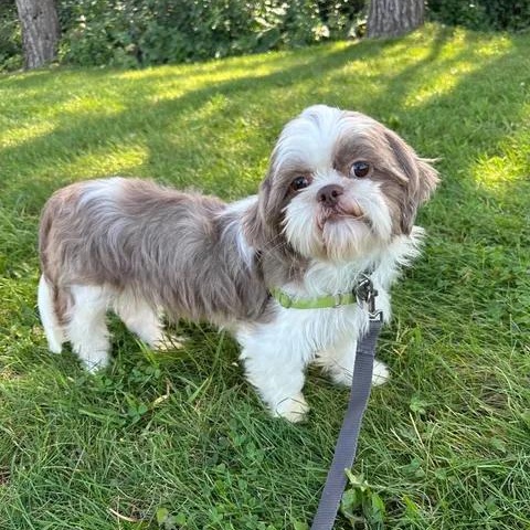 Granada, Adoptable, Adult Female Shih Tzu.