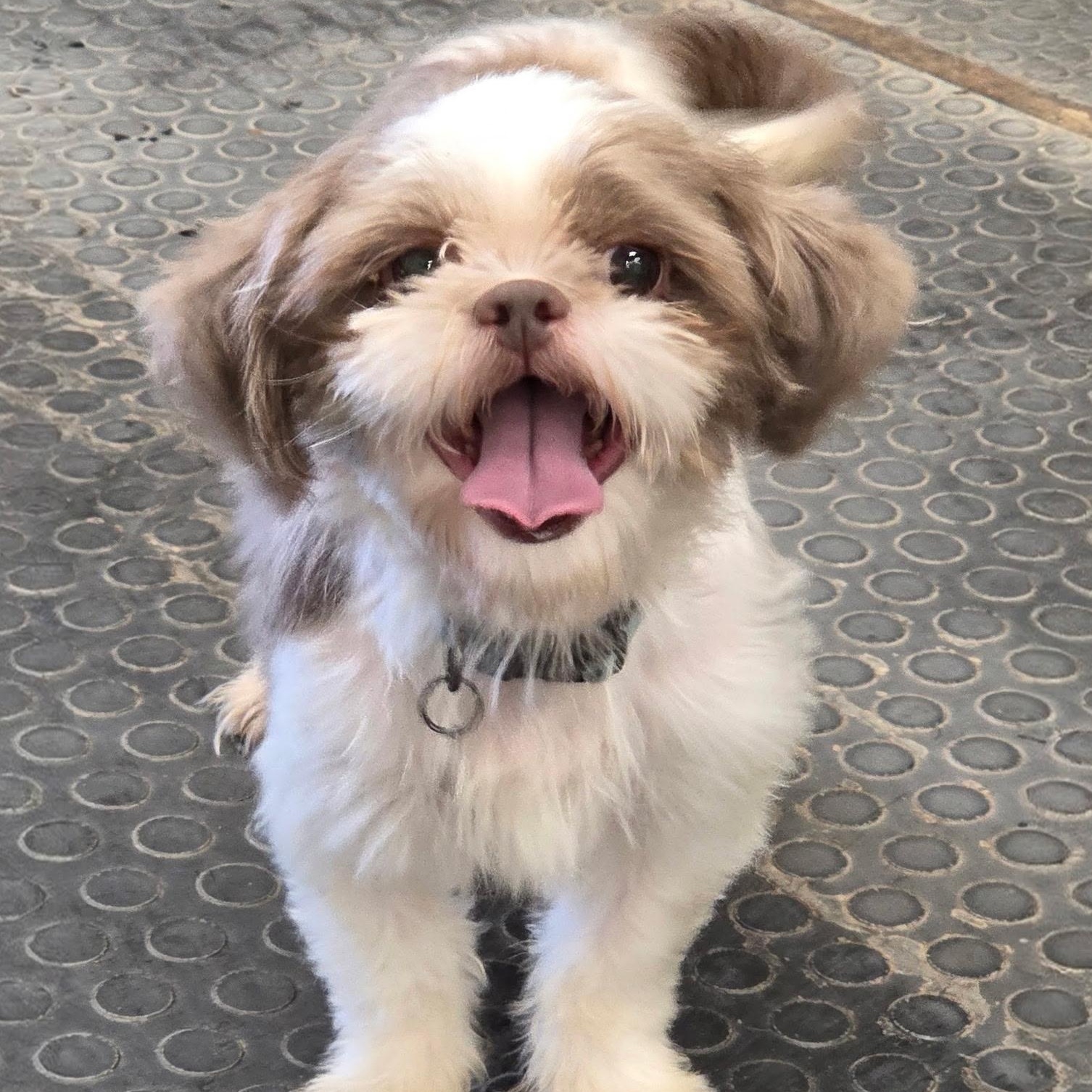Granada-Foster Home Needed, Adoptable, Adult Female Shih Tzu.