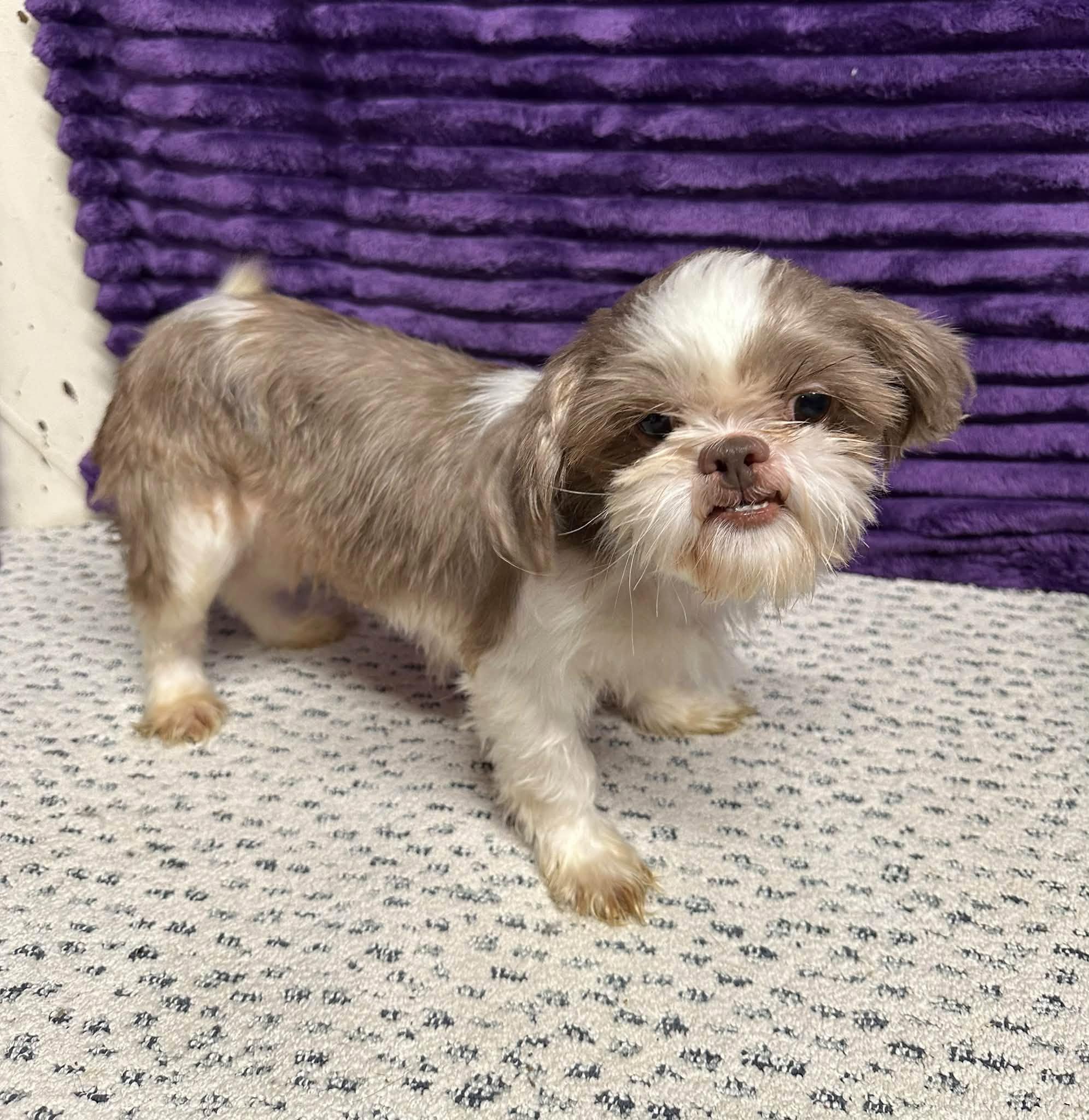 Enlarge Granada-Foster Home Needed, a Adoptable Shih Tzu in Hartland, WI image 2/3