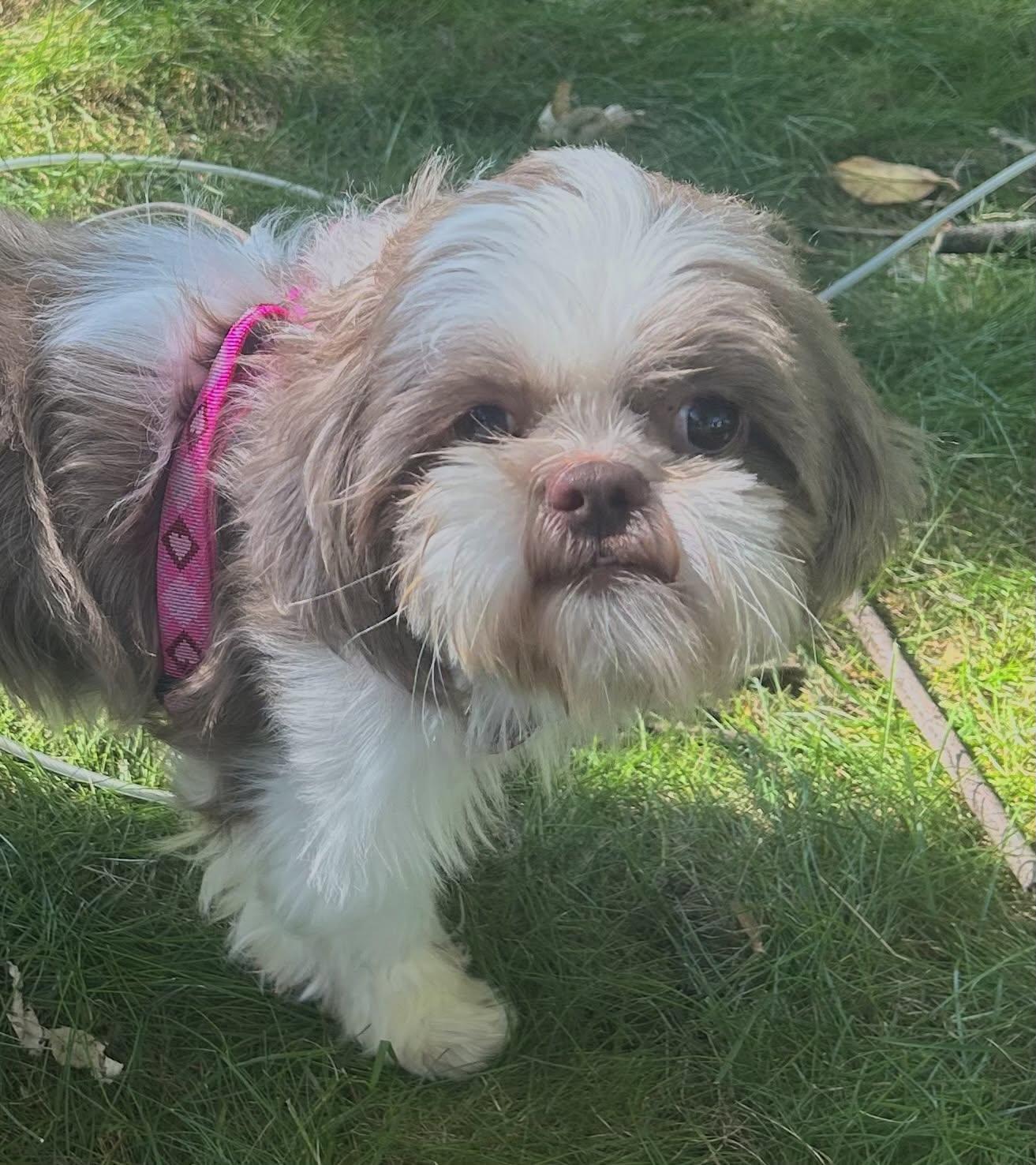 Enlarge Granada, a Adoptable Shih Tzu in Hartland, WI image 4/6