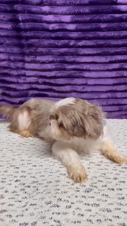Enlarge Granada-Foster Home Needed, a Adoptable Shih Tzu in Hartland, WI video 3/3