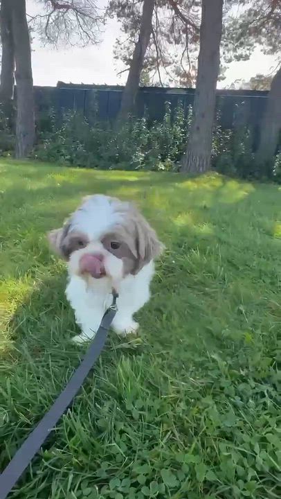 Enlarge Granada, a Adoptable Shih Tzu in Hartland, WI video 5/6