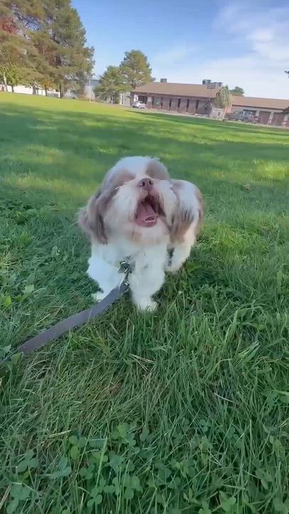Enlarge Granada, a Adoptable Shih Tzu in Hartland, WI video 6/6