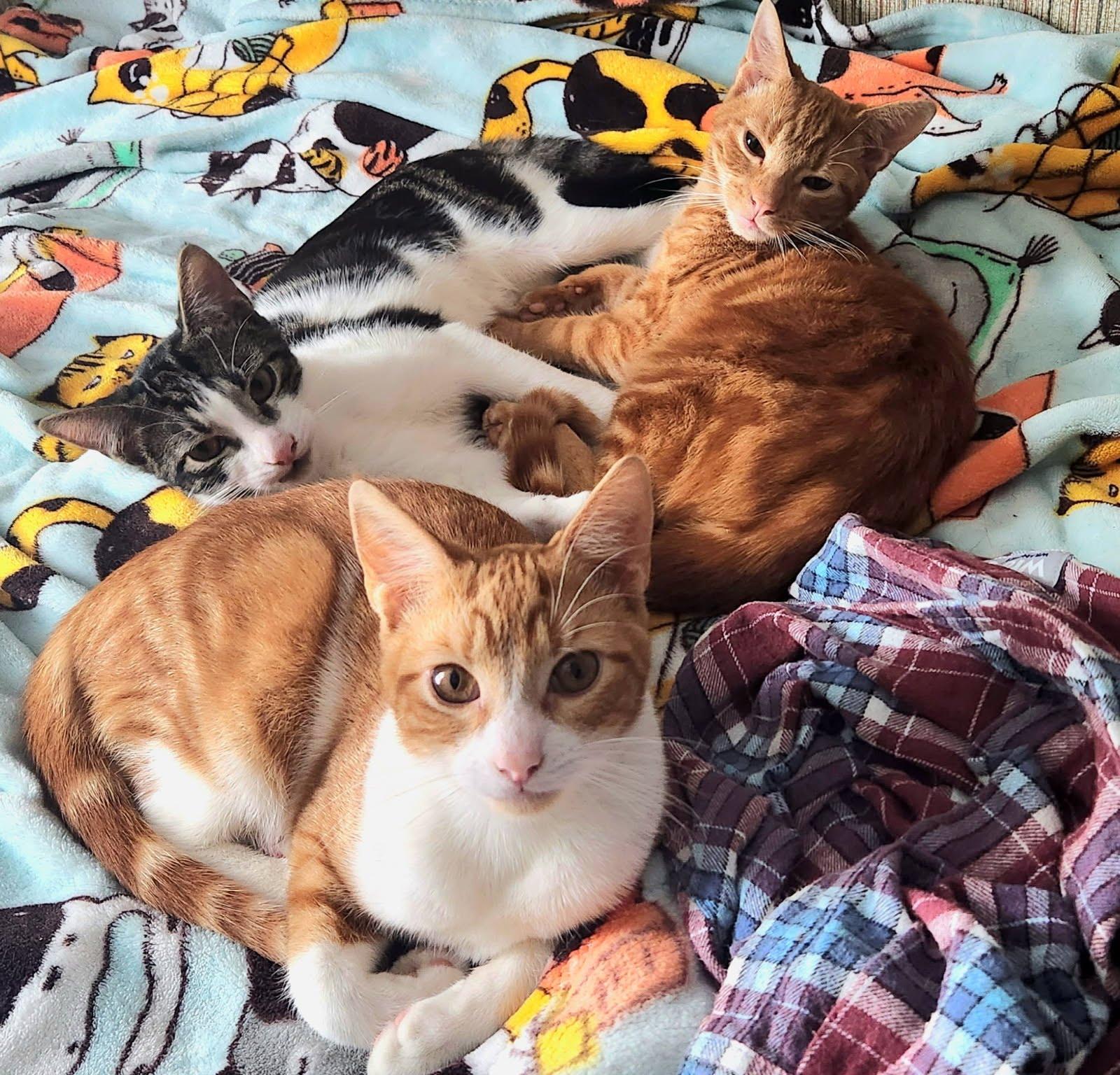 Dale & Cooper & Daniel, ADOPTABLE, Young Male Domestic Short Hair.