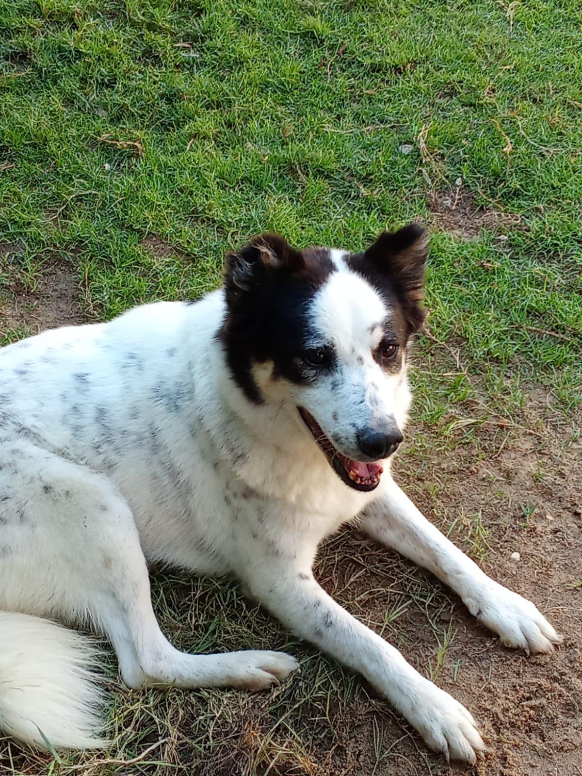 Panda, a Adoptable mixed breed in Kingston , NY image 4/6