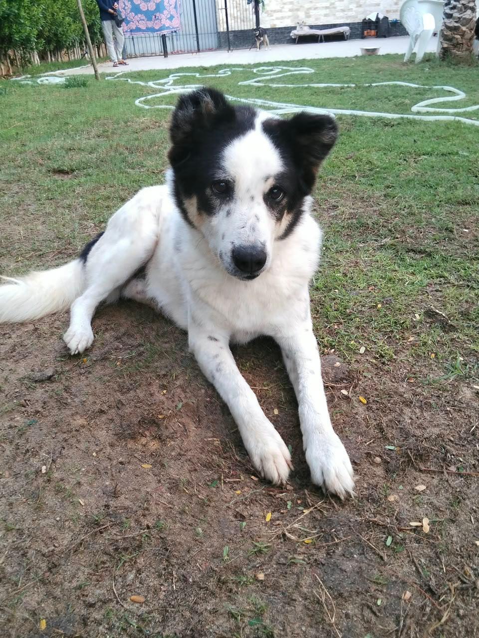 Panda, a Adoptable mixed breed in Kingston , NY image 1/6