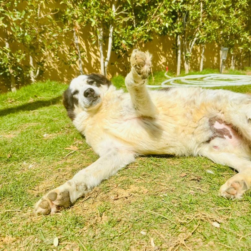 Panda, a Adoptable mixed breed in Kingston , NY image 2/6