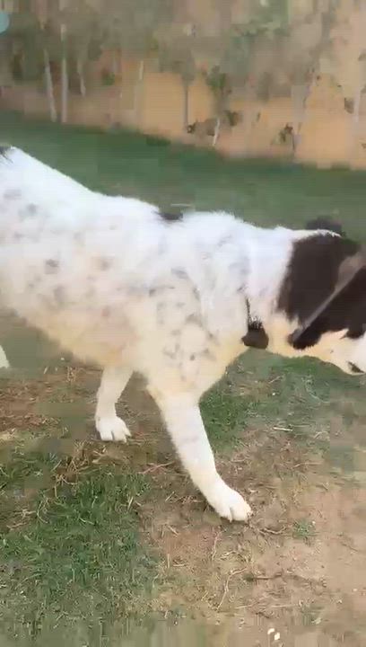 Enlarge Panda, a Adoptable mixed breed in Kingston , NY video 3/6